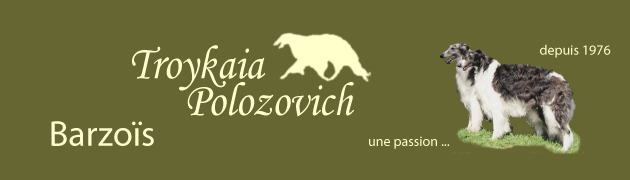 Barzoïs Troykaia Polozovich…une passion…depuis 1976